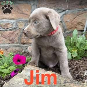 Jim, Silver Labrador Retriever Puppy
